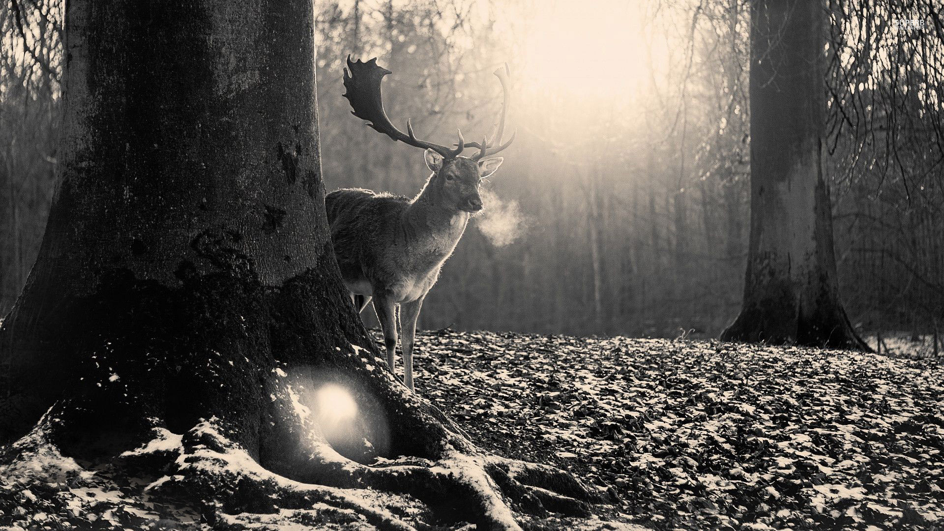 Elk Friend