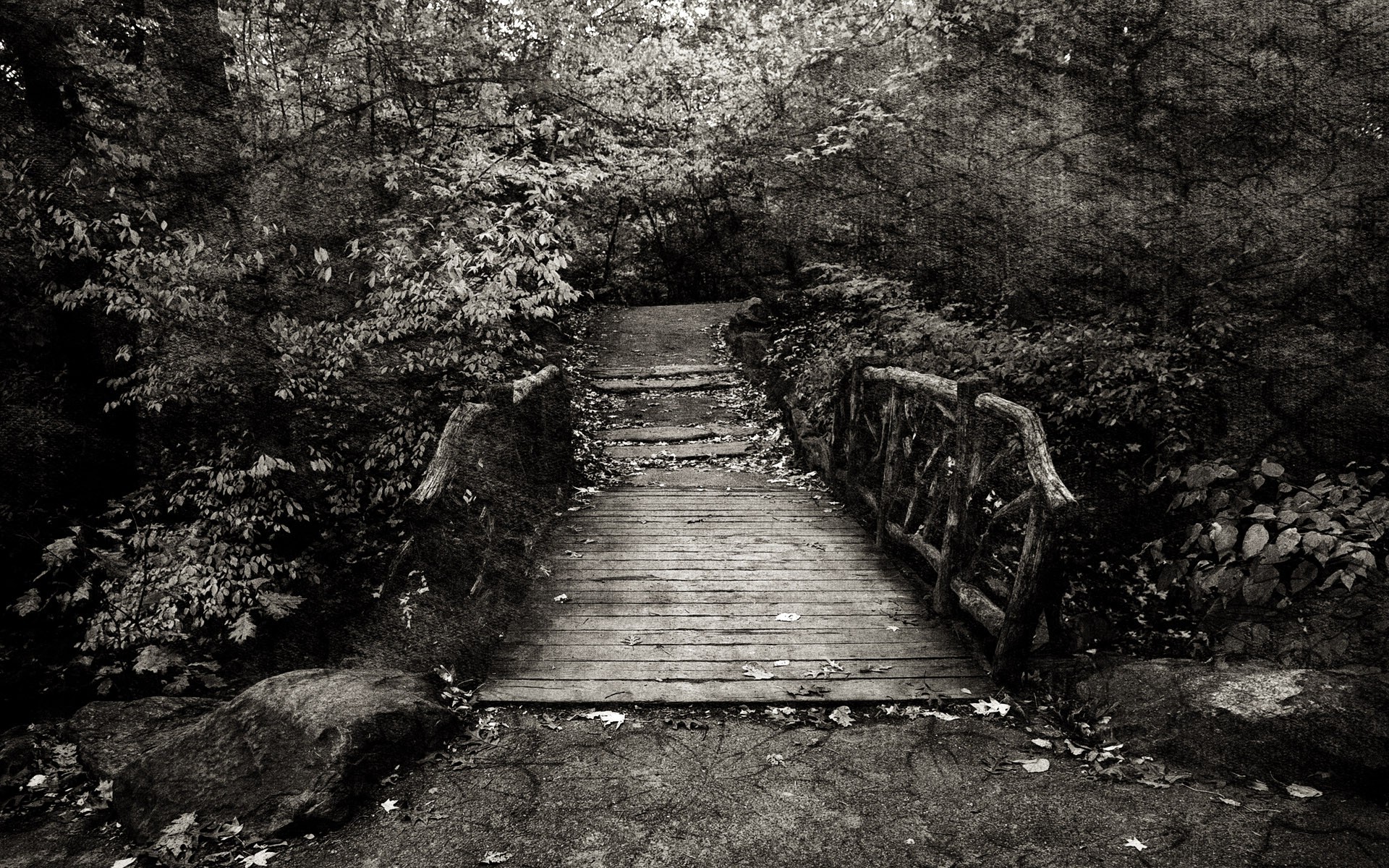 Forest Path